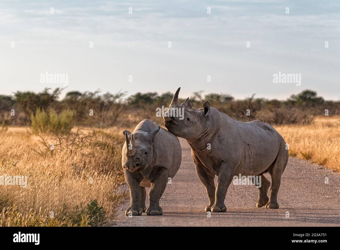 2 rinoceronti neri (Diceros bicornis), in Savanna Africana, Parco Nazionale di Etosha, Namibia Foto Stock