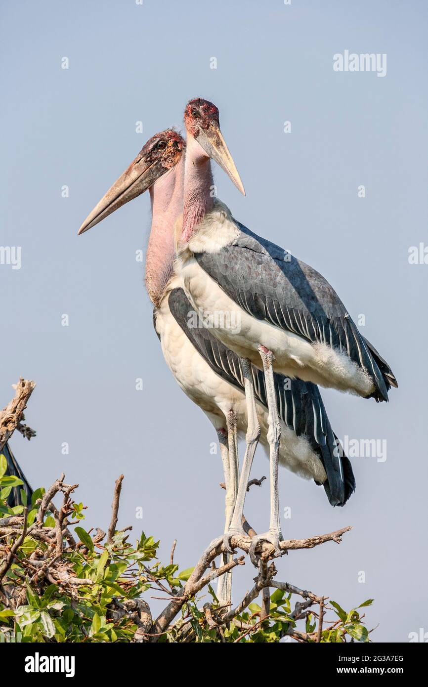 Cicogna di Marabou ((Leptoptilos cruminifera) in Eronia. Okavango Delta, Botswana, Africa Foto Stock