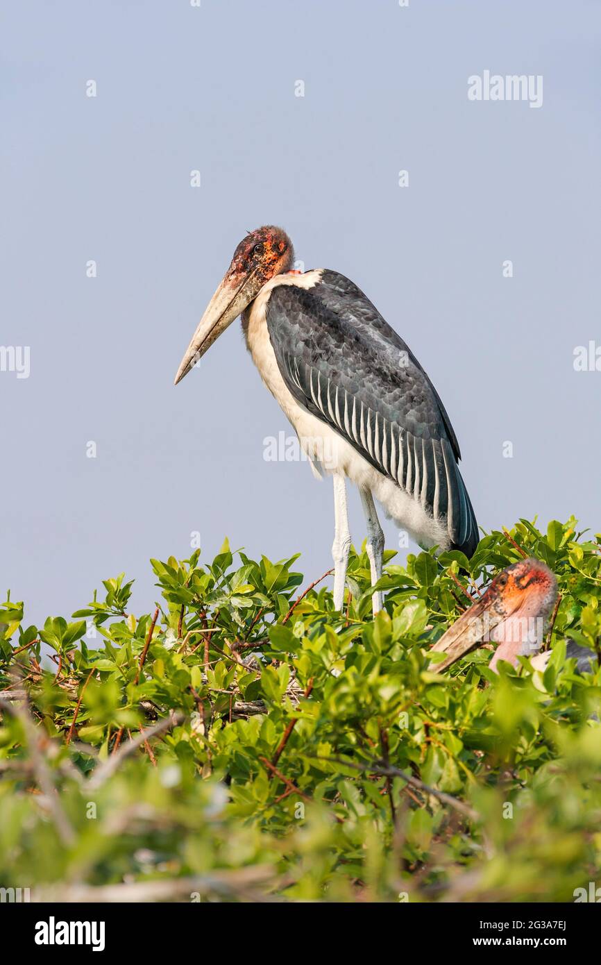 Cicogna di Marabou ((Leptoptilos cruminifera) in Eronia. Okavango Delta, Botswana, Africa Foto Stock