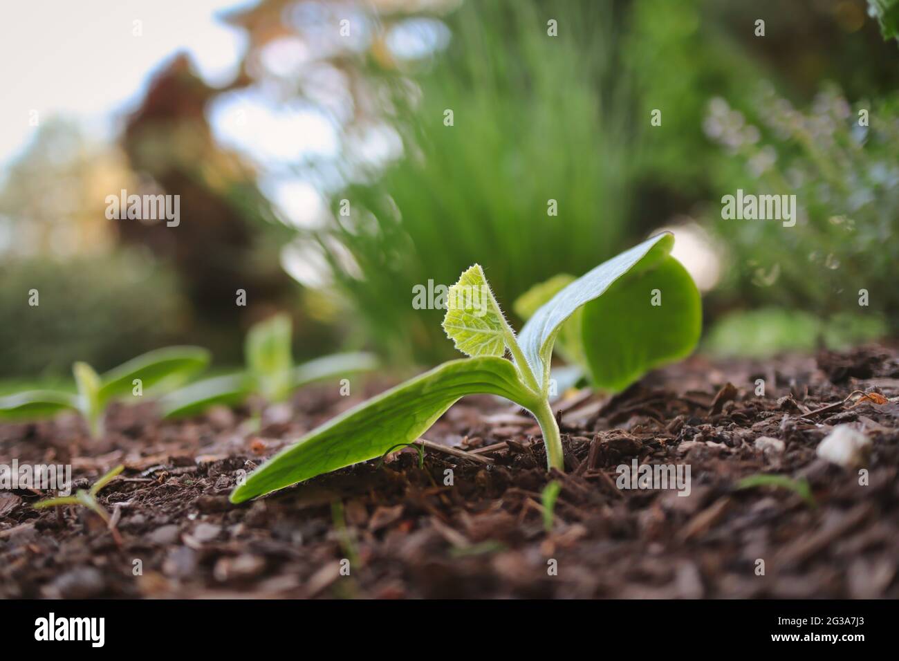 Foglia verde crescente di zucca nel giardino primaverile. Crescita di Cucurbita Pepo in terreno fertile. Foto Stock