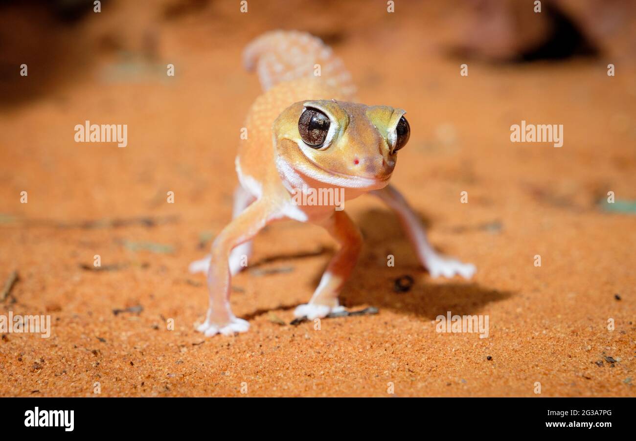 A geckoes Wildlife - gecko liscio con coda a pomolo Foto Stock