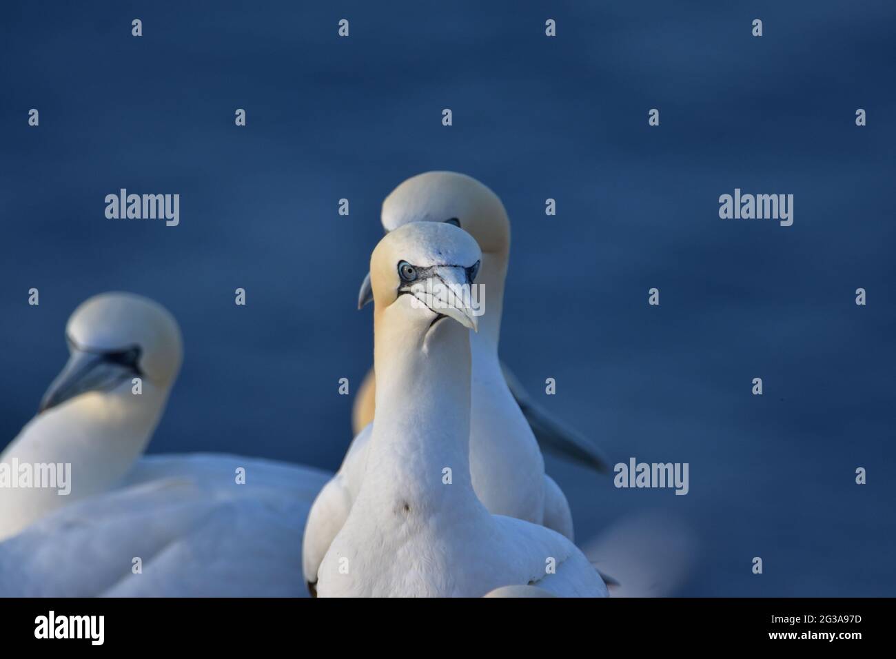 Gannet settentrionale Morus Bassanus. A RSPB Troup Head, Aberdeenshire. Scozia Foto Stock