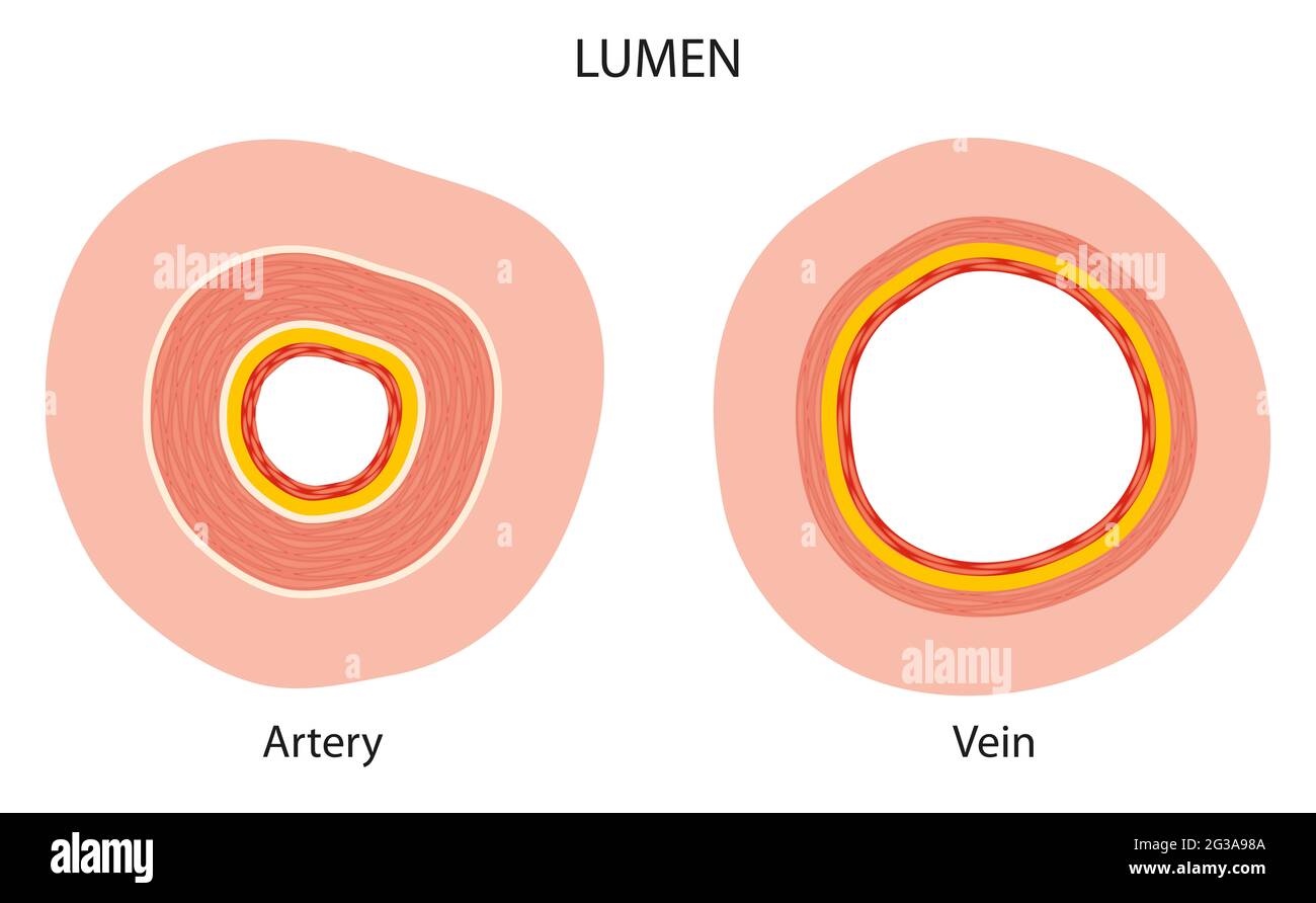Differenza tra il lume dell'arteria e quello della vena Foto Stock