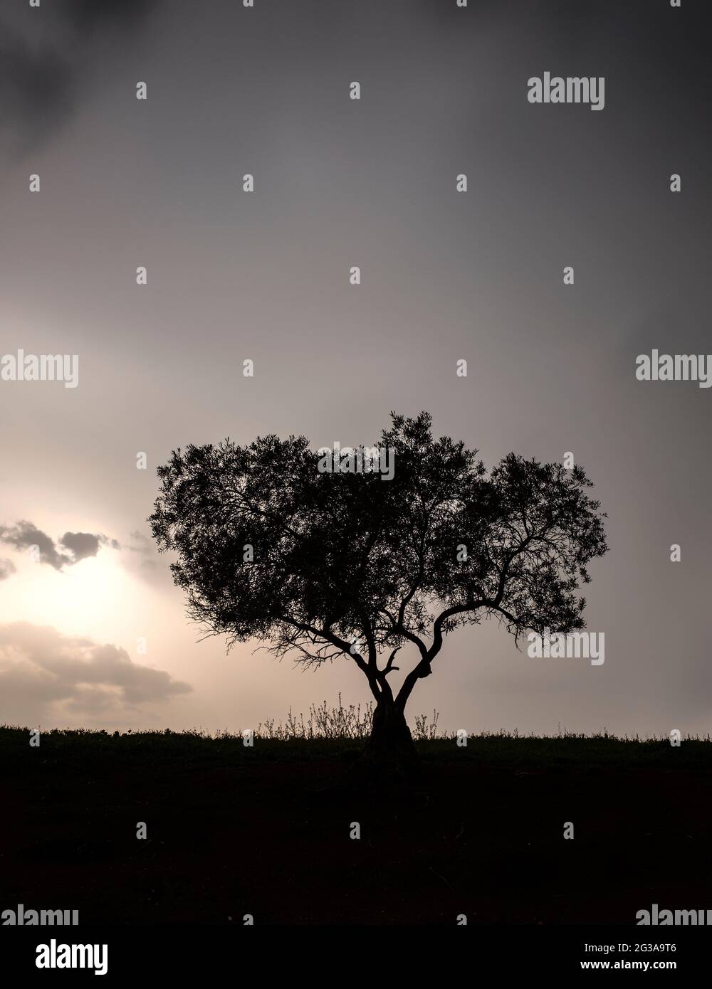 Un olivo dalla silhouette (Olea europaea), che significa "olive europee", nella famiglia Oleaceae, Andalusia, Spagna. Foto Stock