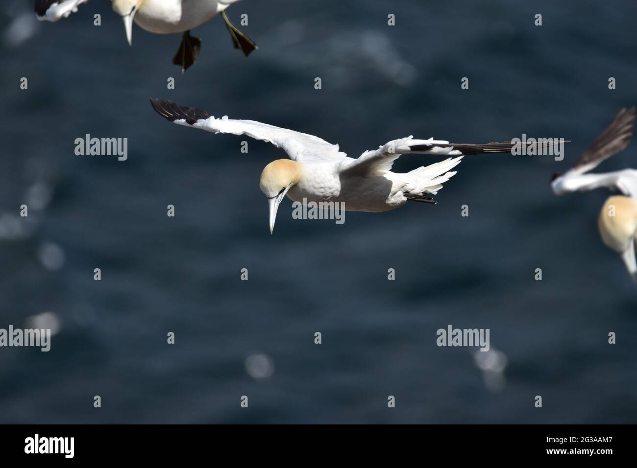 Northern Gannet Morus Bassanus in volo a RSPB Troup Head, Aberdeenshire. Scozia Foto Stock