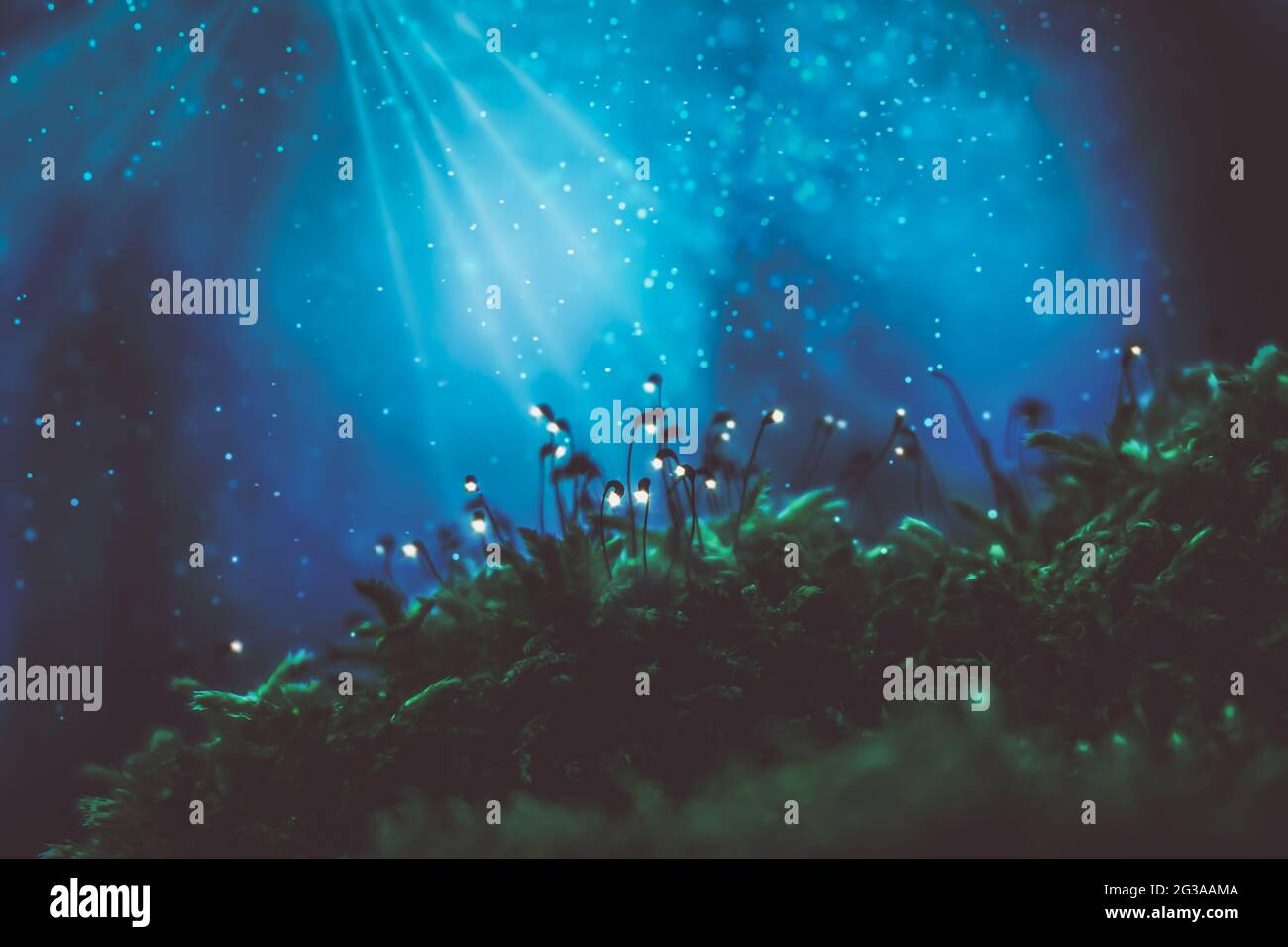 Mistero foresta, muschio verde incandescente contro luce blu glitter Foto Stock