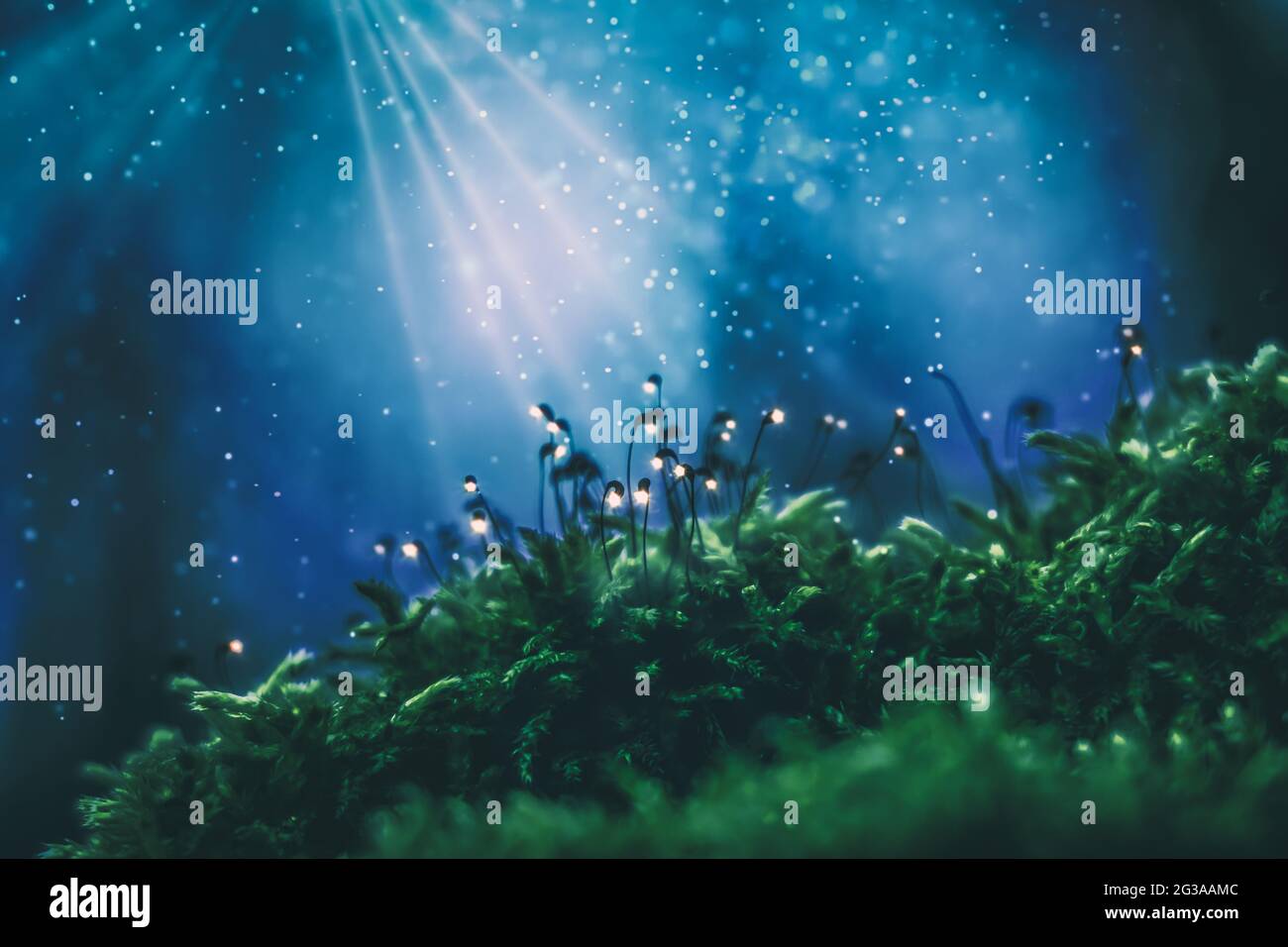 Mistero foresta, muschio verde incandescente contro luce blu glitter Foto Stock