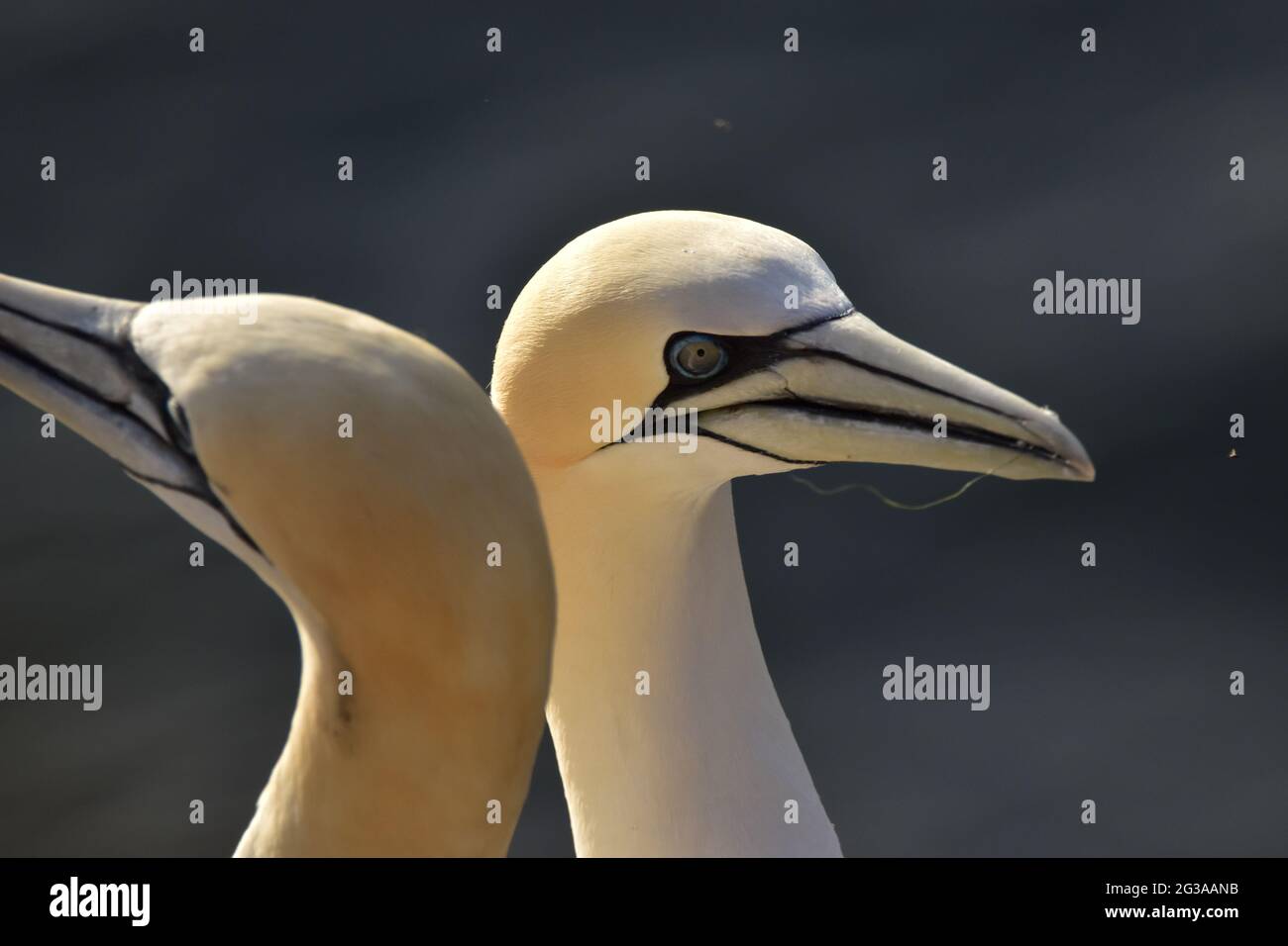 Gannet settentrionale Morus Bassanus. A RSPB Troup Head, Aberdeenshire. Scozia Foto Stock