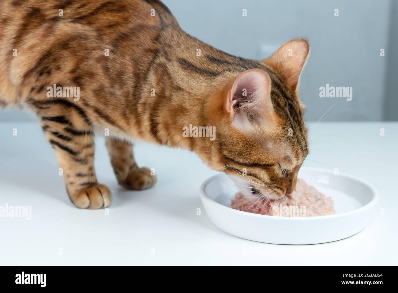 Il gatto del Bengala mangia l'alimento in scatola del gatto con il tonno da una piastra bianca di ceramica. Vista laterale Foto Stock