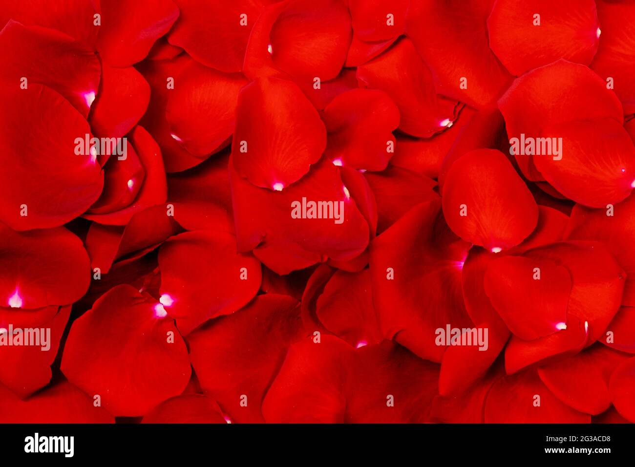 Primo piano rosso petalo rosa sfondo San Valentino Foto Stock