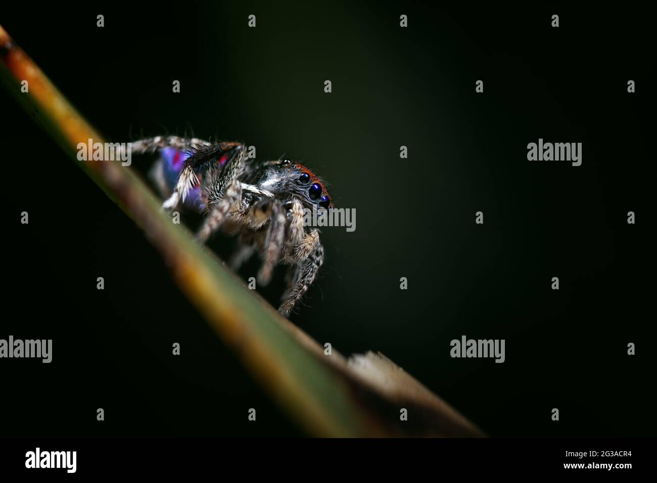 Ragno Peacock maschio, maratus karrie in colori di riproduzione Foto Stock Ragno Peacock maschio, maratus karrie in colori di riproduzione Foto Stock