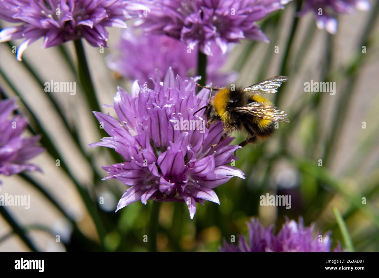 Un primo piano di un'ape bumble che succhia il nettare da erba cipollina in un'estate mattina Foto Stock