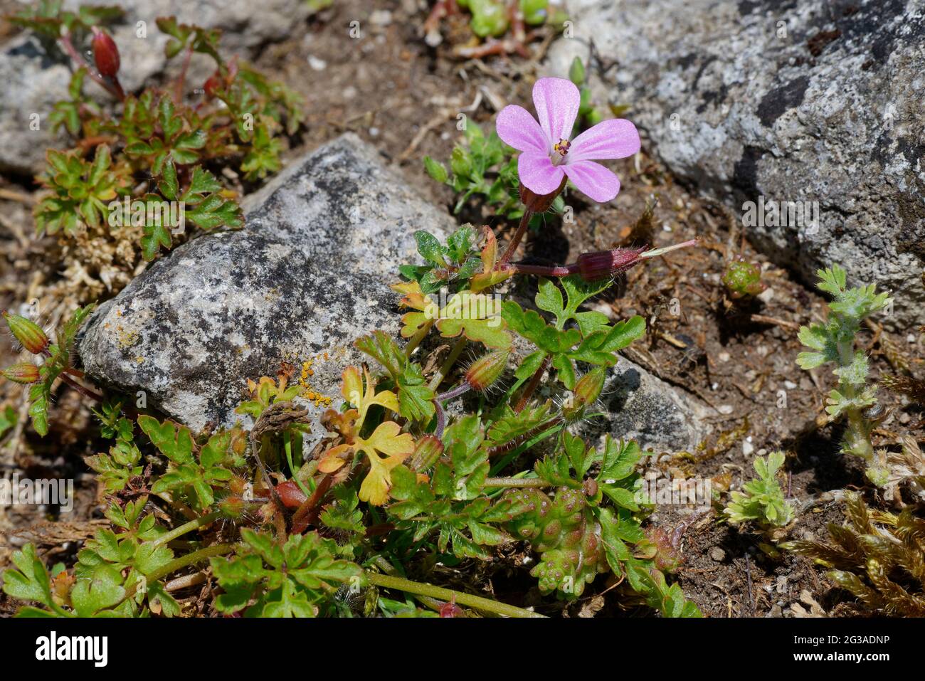 Herb-robert - Geranium robertianum, su pietra calcarea Foto Stock
