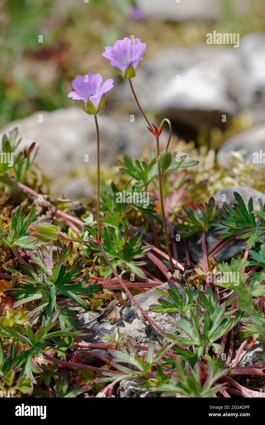 Crane-Bill a stocchi lunghi - Geranium colombinum, due fiori, germoglio e foglie Foto Stock