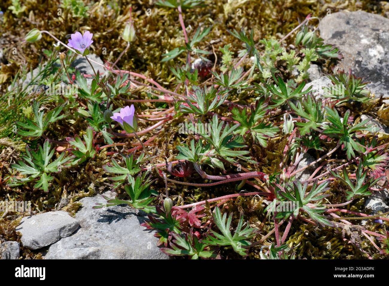 Crane-Bill a stocchi lunghi - Geranium colombinum, due fiori, germoglio e foglie tra rocce calcaree e muschio Foto Stock