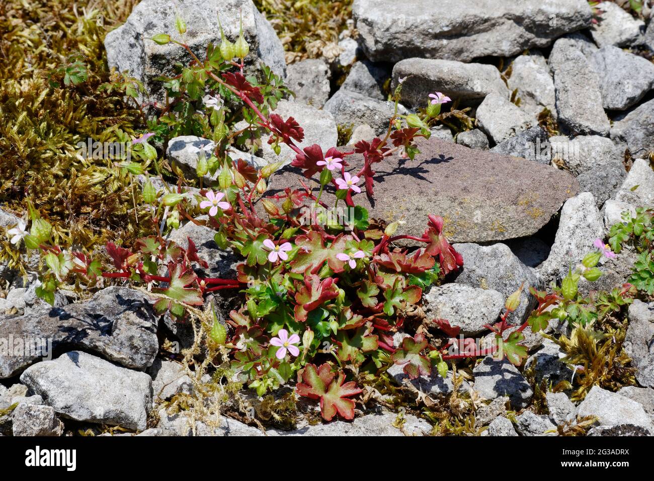 Shining Crane's-Bill - Geranium Lucidum, che cresce su calcare Spree Foto Stock