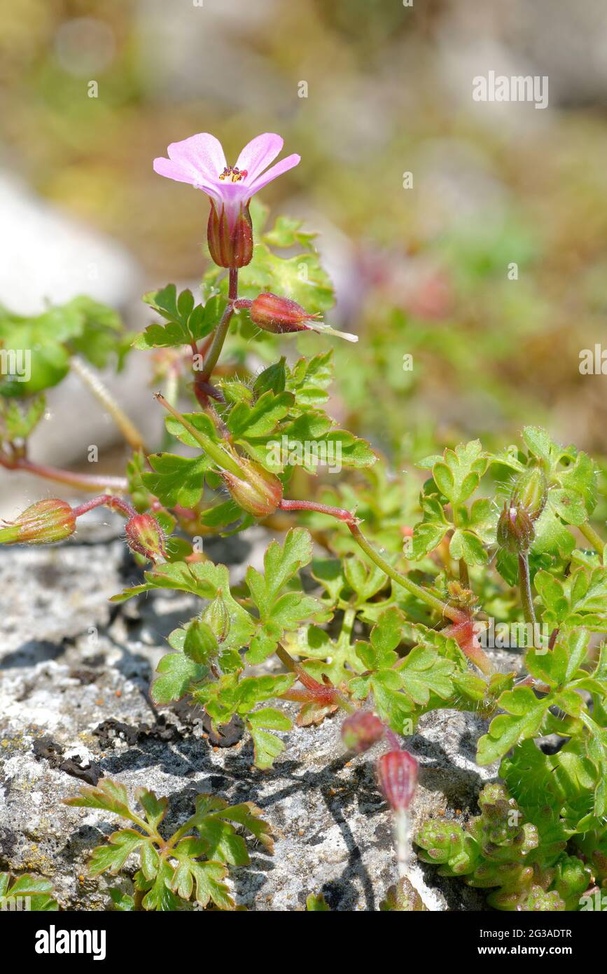 Herb-robert - Geranium robertianum, su pietra calcarea Foto Stock
