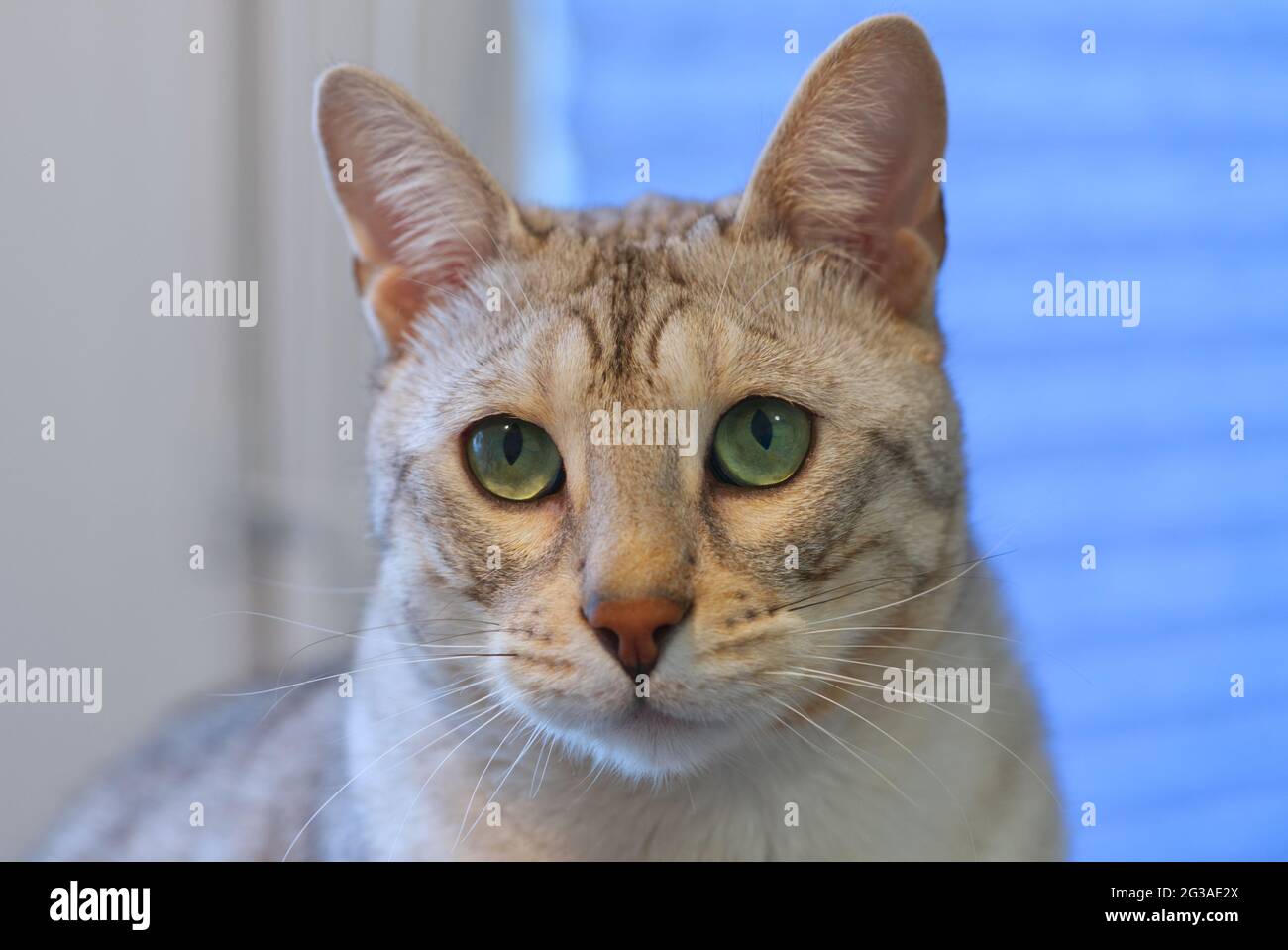 Adulto Argento macchiato Bengala Cat con occhi verdi seduti sul tavolo vicino al fiore. Foto Stock