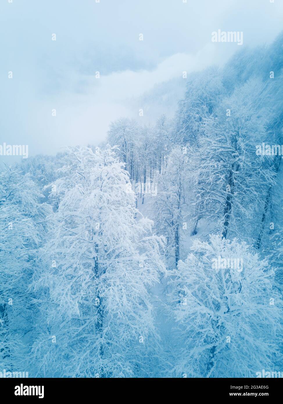 Bellissimo paesaggio invernale con foresta in montagne del Caucaso, Sochi, Russia, alberi ricoperti di neve gelo, mattina nebbia Foto Stock