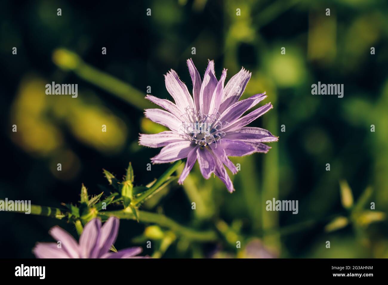 Primo piano di fiore viola-rosa di Cichorium intybus su sfondo verde-nero in raccolto di foraggio per il bestiame. Daisy blu, dente di leone blu. Foto Stock