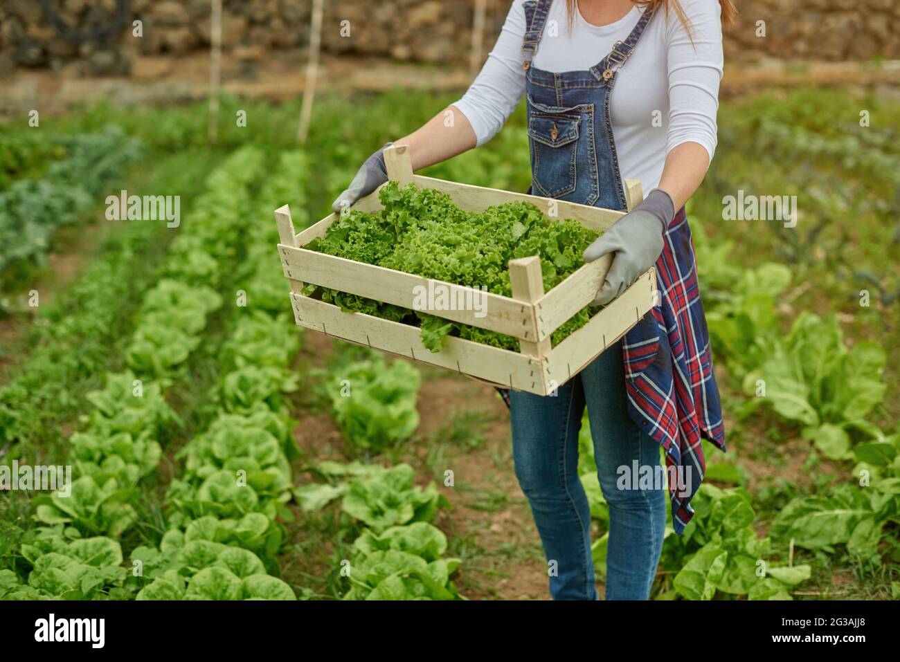 Coltivatore di raccolto con lattuga verde in scatola su piantagione Foto Stock