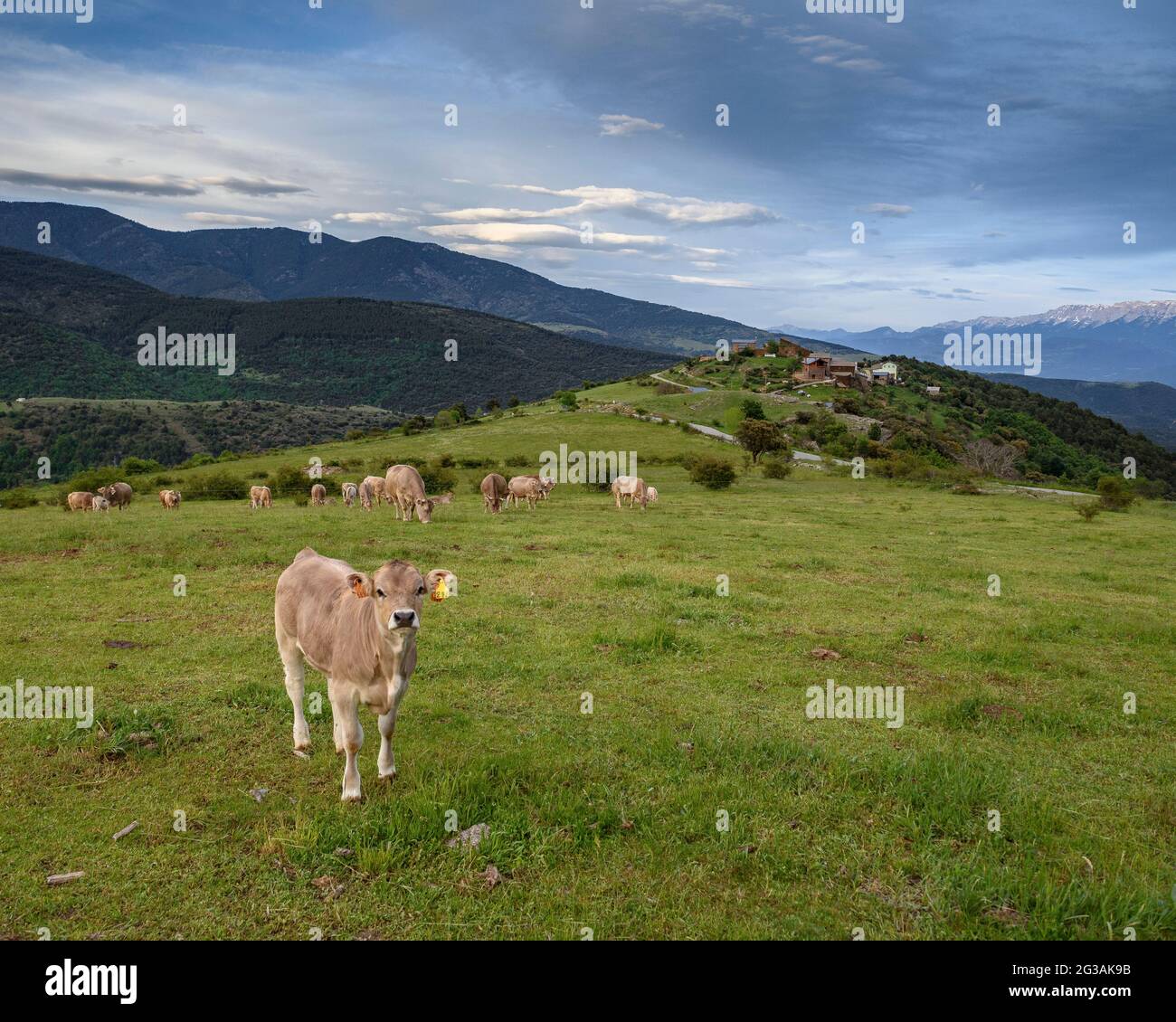 Mucche vicino al villaggio di Santa Creu, nella valle di Castellbò al tramonto (Alt Urgell, Lleida, Catalogna, Spagna) ESP: Vacas cerca del pueblo de Santa Creu Foto Stock