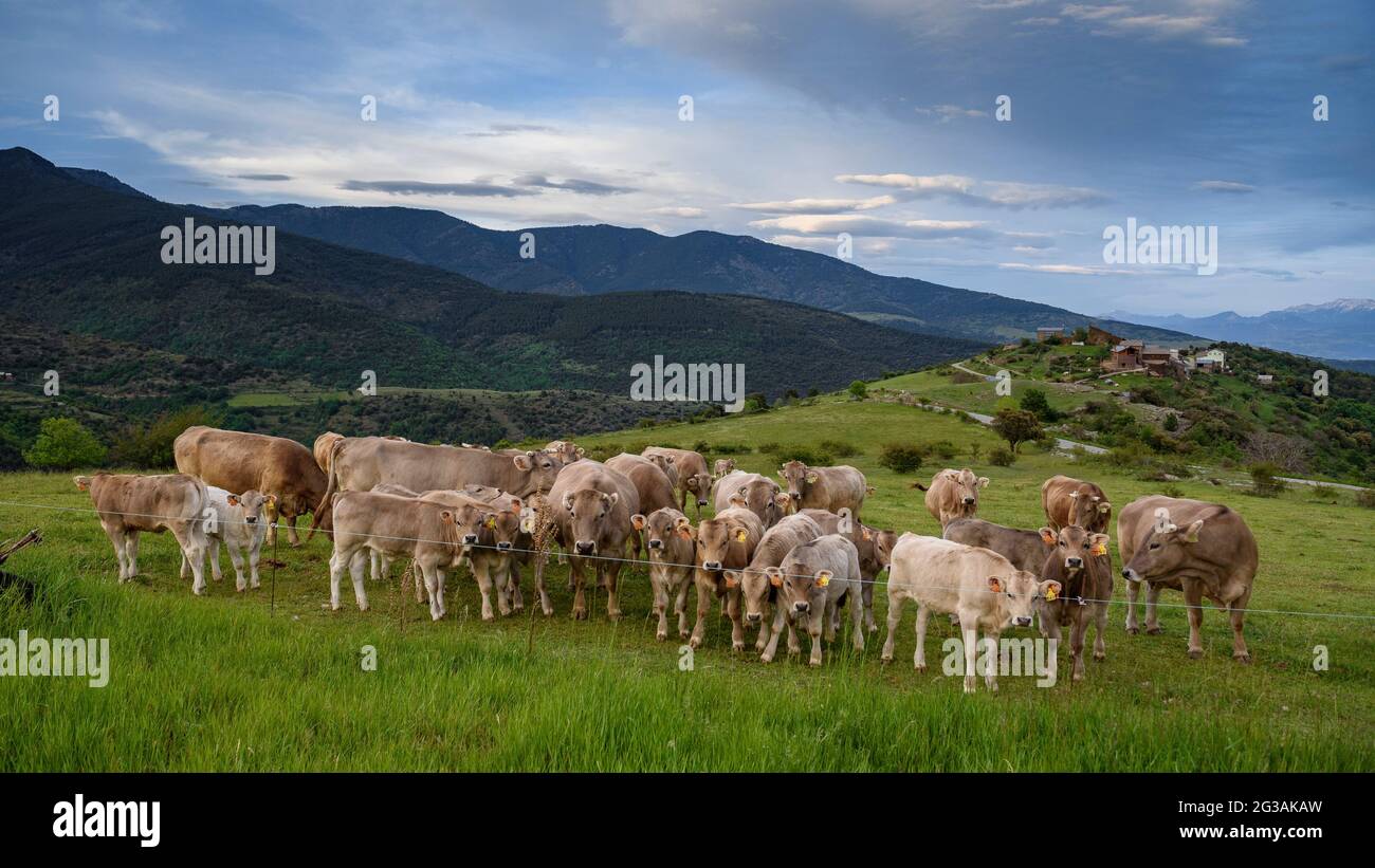Mucche vicino al villaggio di Santa Creu, nella valle di Castellbò al tramonto (Alt Urgell, Lleida, Catalogna, Spagna) ESP: Vacas cerca del pueblo de Santa Creu Foto Stock