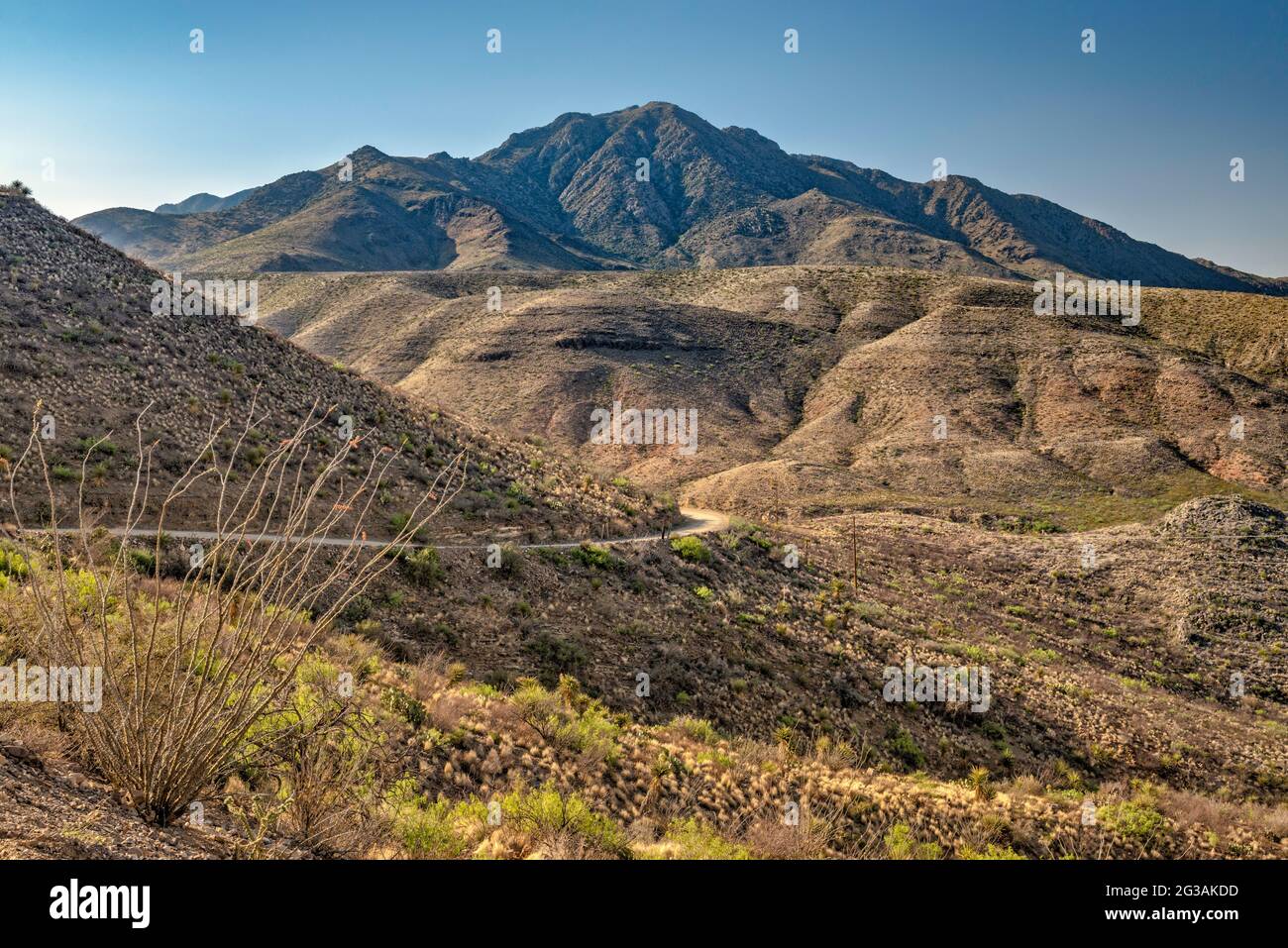 Chinati Peak, Chinati Mountains, Future State Park, ocotillo in fiore, Pinto Canyon Road, Big Bend Country, Texas, Stati Uniti Foto Stock