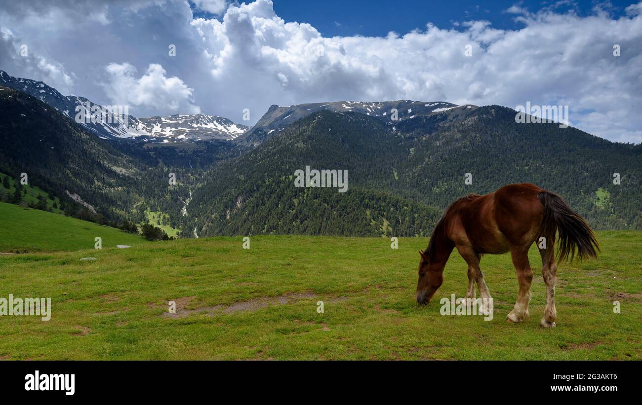 Cavalli e asini nei prati alpini del monte Tor in una giornata di primavera nuvolosa (Pallars Sobirà, Lleida, Catalogna, Spagna, Pirenei) Foto Stock