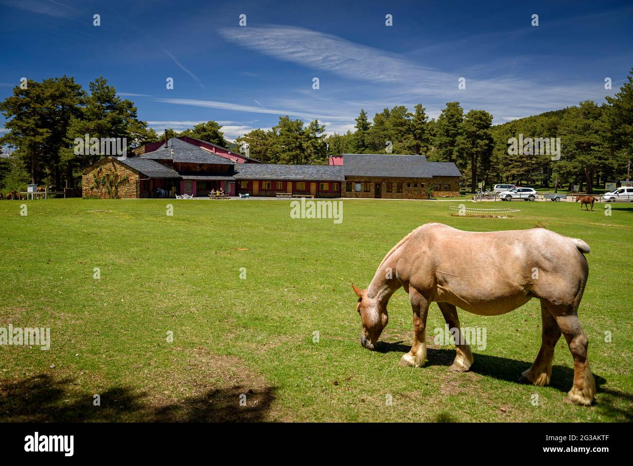 Cavalli che pascolano nel prato di Pla de la Basseta a Sant Joan de l'ERM (Alt Urgell, Catalogna, Spagna, Pirenei) ESP: Caballos pastando en los Pirineos Foto Stock