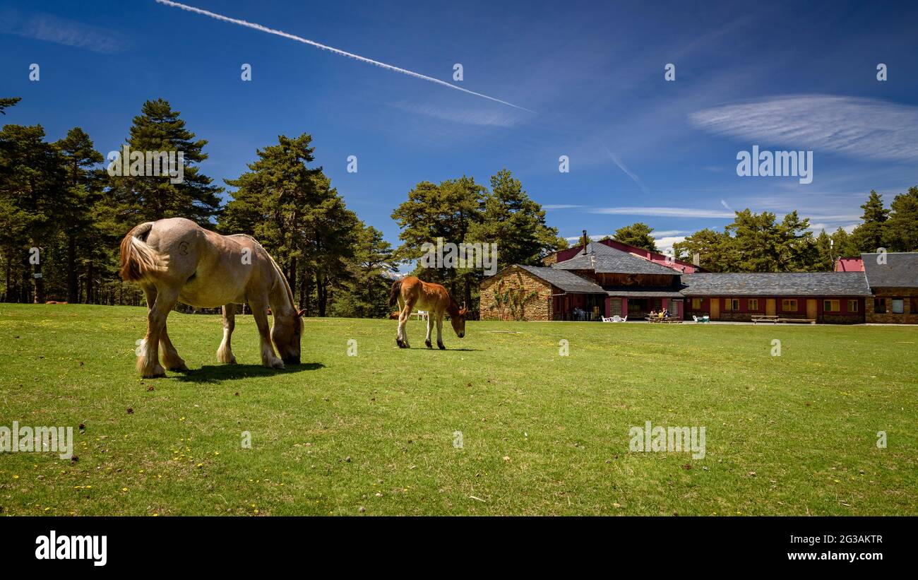 Cavalli che pascolano nel prato di Pla de la Basseta a Sant Joan de l'ERM (Alt Urgell, Catalogna, Spagna, Pirenei) ESP: Caballos pastando en los Pirineos Foto Stock