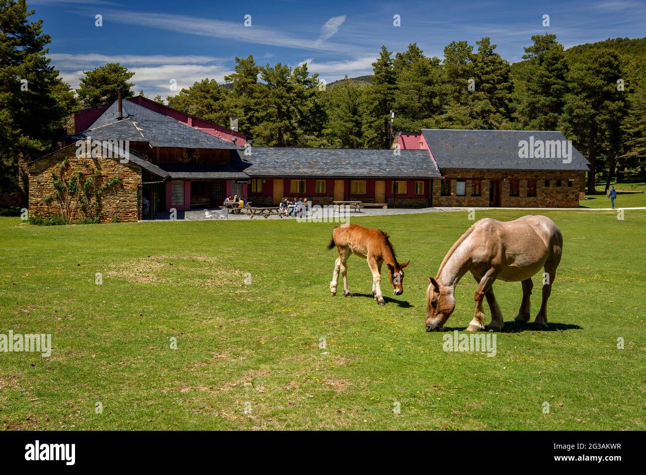 Cavalli che pascolano nel prato di Pla de la Basseta a Sant Joan de l'ERM (Alt Urgell, Catalogna, Spagna, Pirenei) ESP: Caballos pastando en los Pirineos Foto Stock