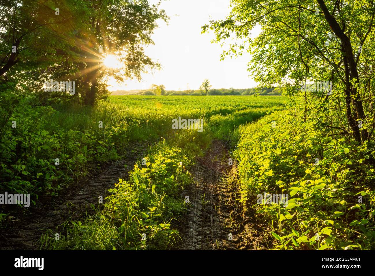 Il bagliore del sole all'uscita della foresta verde, Nowiny, Lubelskie, Polonia Foto Stock