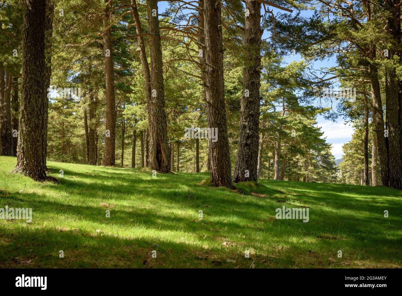 Foreste di pini e abeti a Sant Joan de l'ERM (Parco Naturale Alt Pirineu, Lleida, Catalogna, Spagna, Pirenei) ESP: Bosques de pinos y abetos en el Pirineo Foto Stock