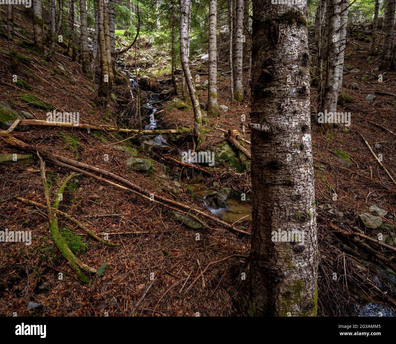 Gola di Reguerals, nella foresta di abeti Sant Joan de l'ERM (Parco Naturale Alt Pirineu, Lleida, Catalogna, Spagna, Pirenei) Foto Stock