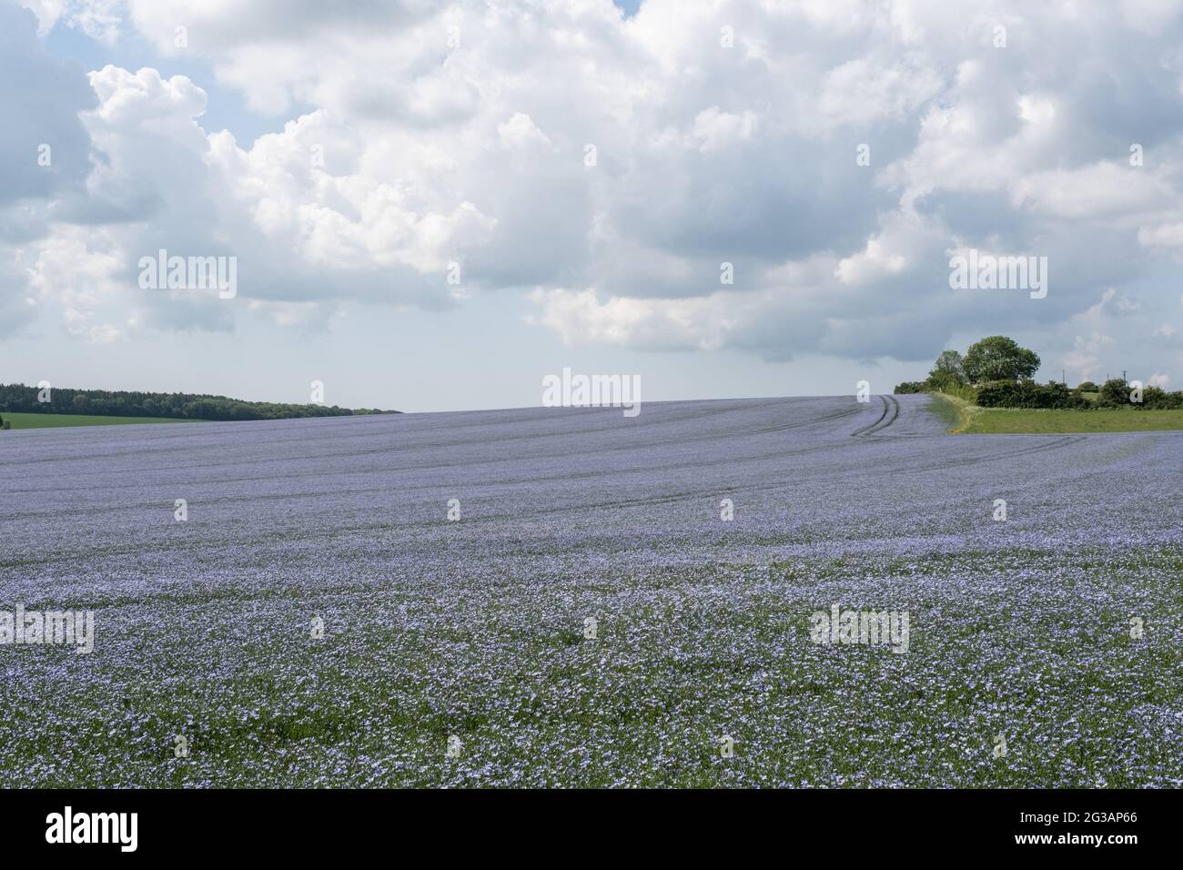 Campo con i Fiori Blu di un Frax o Linseed Crop, Kent, UK, utilizzato nella produzione di lino / tessuto. Foto Stock