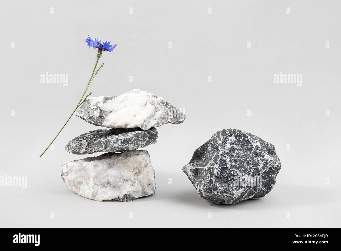 Podi creativi per cosmetici o merchandising, prodotti. Layout fatto di un mucchio di pietre equilibranti e fiore di cornflower blu su sfondo grigio Foto Stock