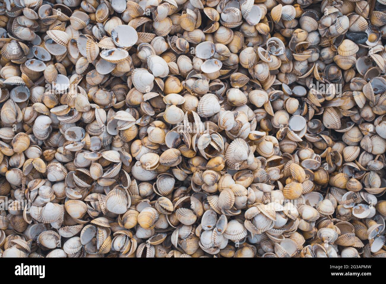 Top Down Close Up View of Cockle Shells & Live cockles on the Beach Foto Stock