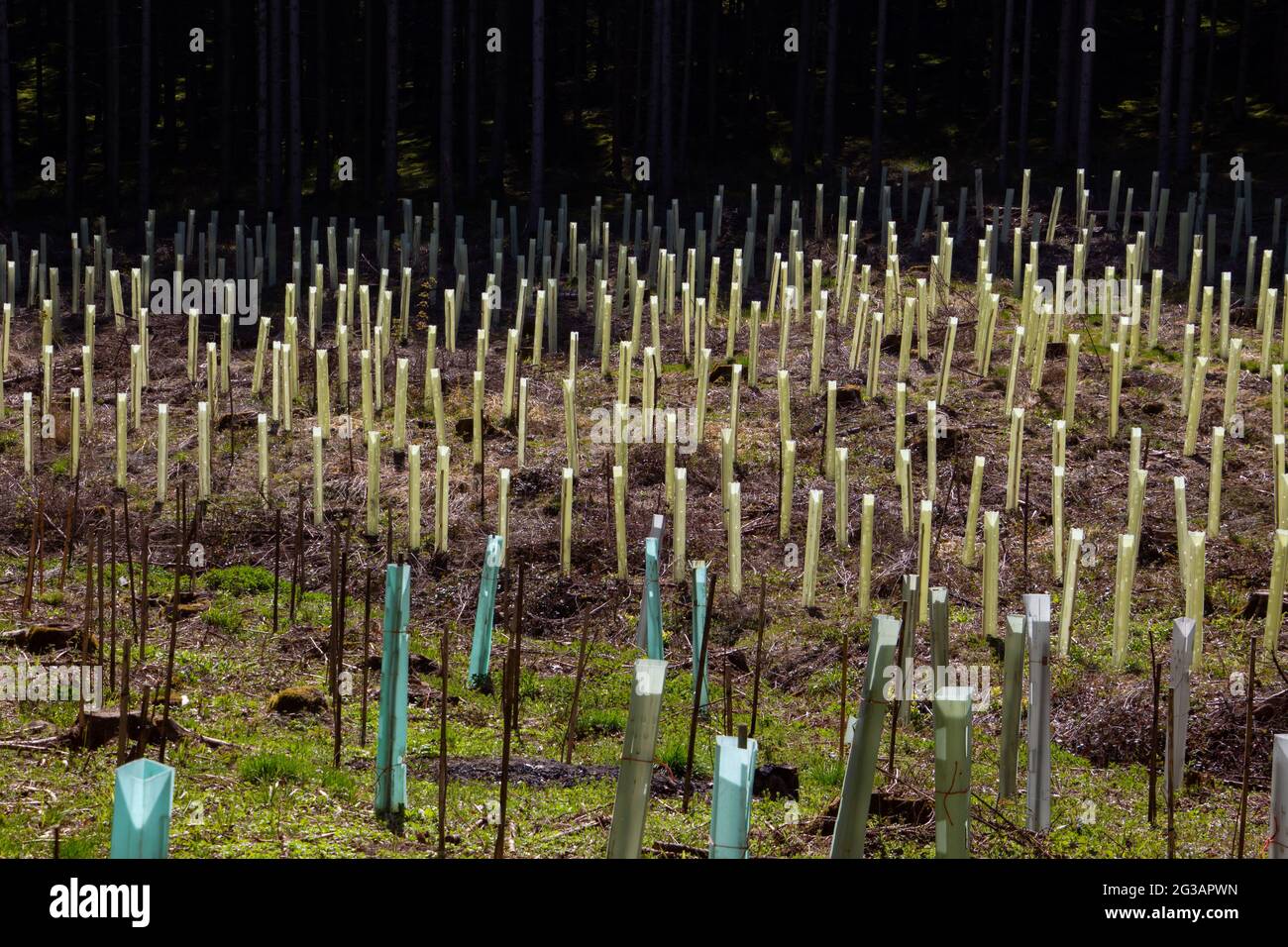 Albero vivaio nella foresta, tubi di plastica che proteggono i giovani pianta Foto Stock