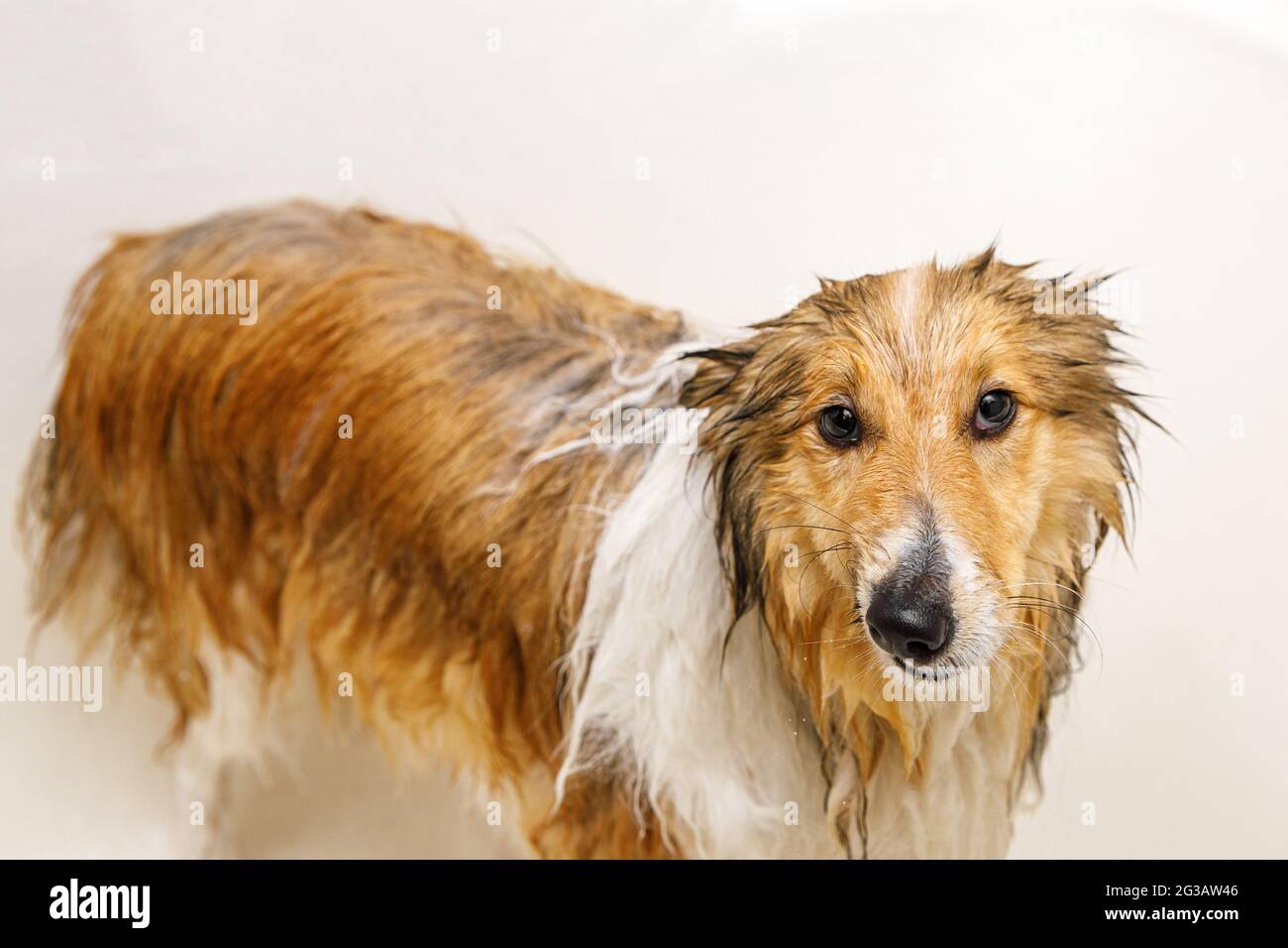 Cane bagnato. Lavare il vostro animale domestico nel bagno. Foto Stock