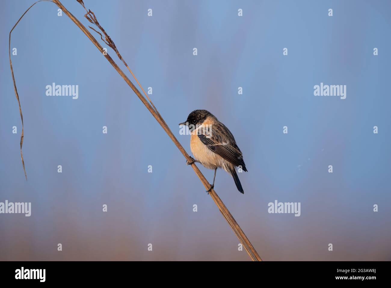 bush chat Foto Stock