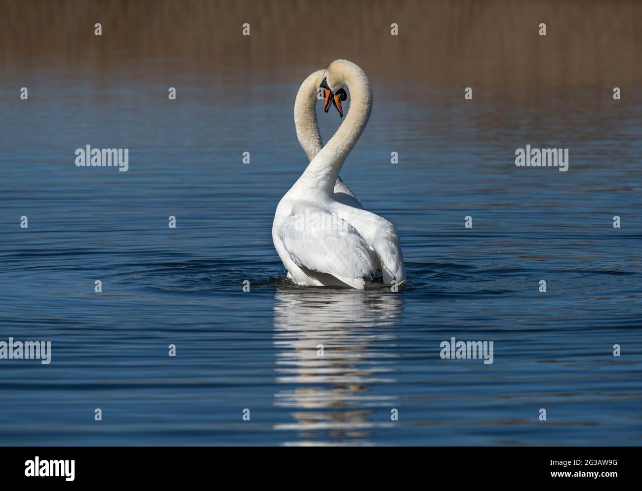 Mute Swans, Cygnus olor, corteggiamento, Lancashire, Regno Unito Foto Stock