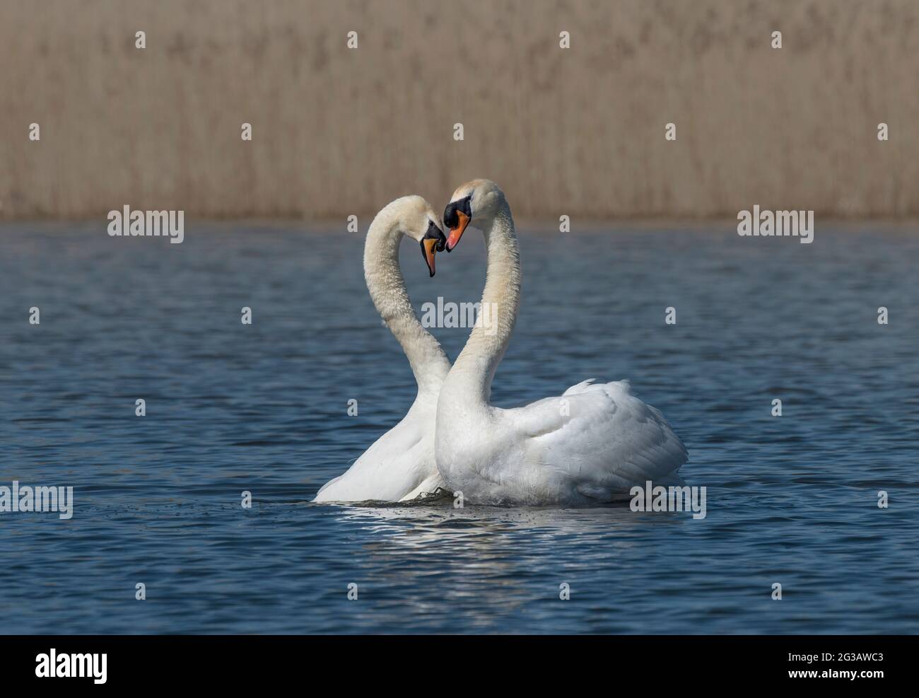 Mute Swans, Cygnus olor, corteggiamento, Lancashire, Regno Unito Foto Stock