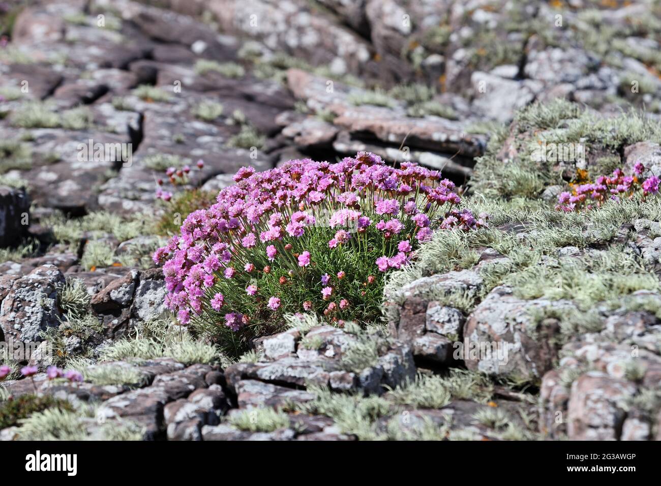 Fiori di Proft (Armeria maritima), che crescono a fianco di Sea Ivory Lichen (Ramalina siliquosa), Regno Unito Foto Stock