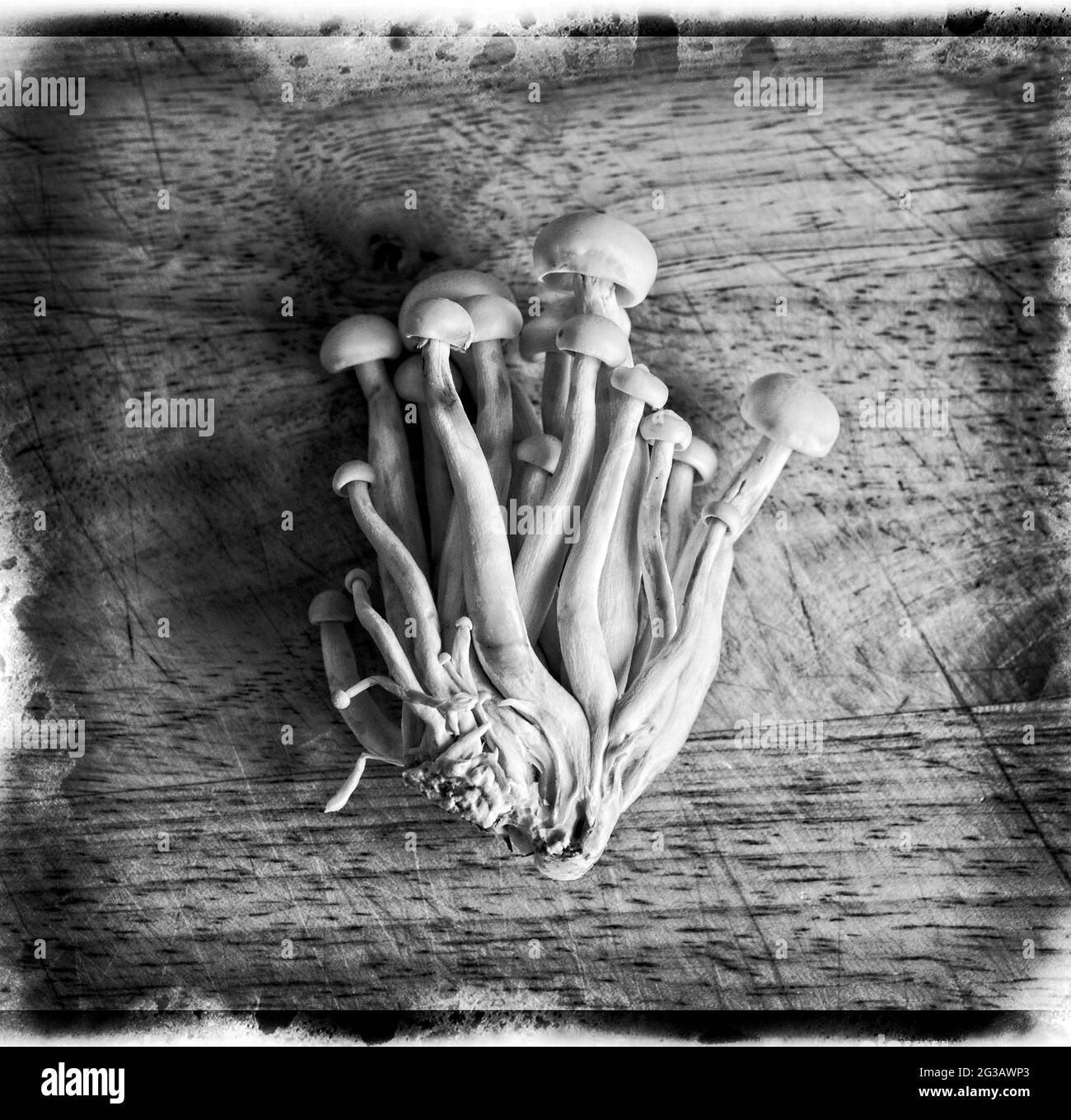 Enokitake Mushrooms fotografato su una tavola di legno ha dato un trattamento di post-produzione in bianco e nero con un bordo di emulsione Foto Stock