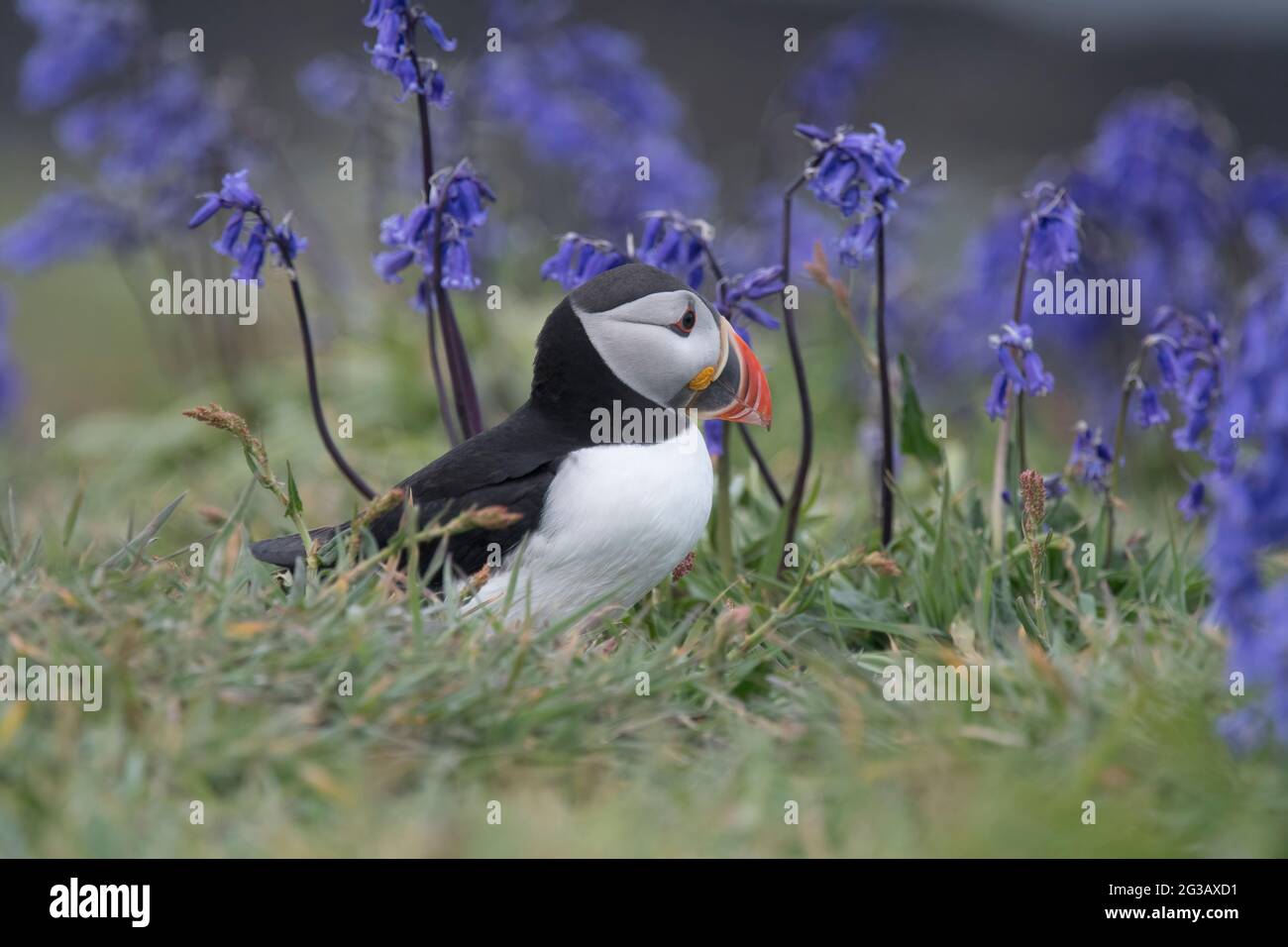 Atlantic Puffin, Fratercola artica, in bluebells sull'isola di lunga, Scozia Foto Stock