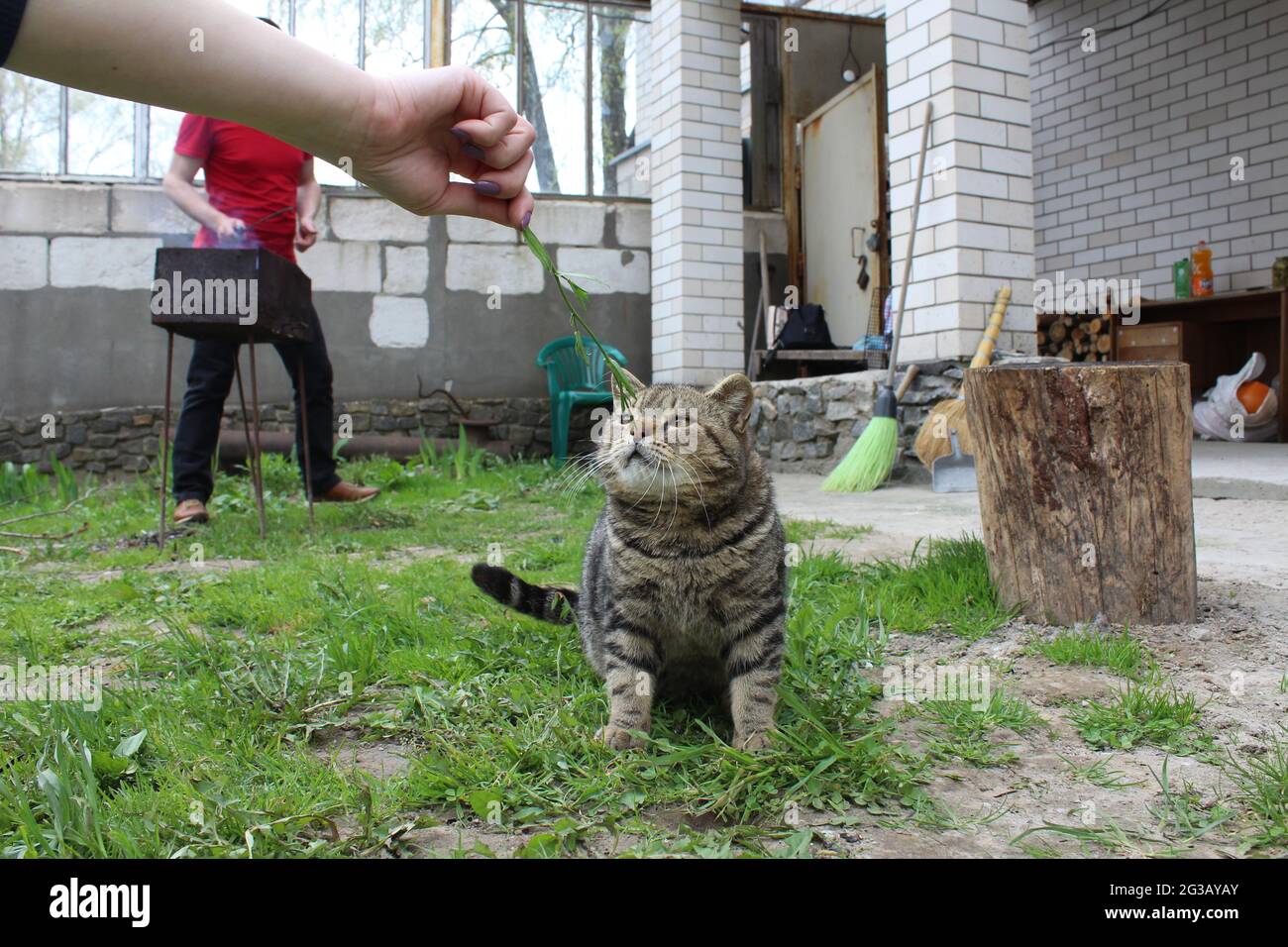 Il gatto nazionale a righe grigie dai capelli corti gioca all'esterno sull'erba. Primo piano. Estate, gatto di strada. Foto Stock