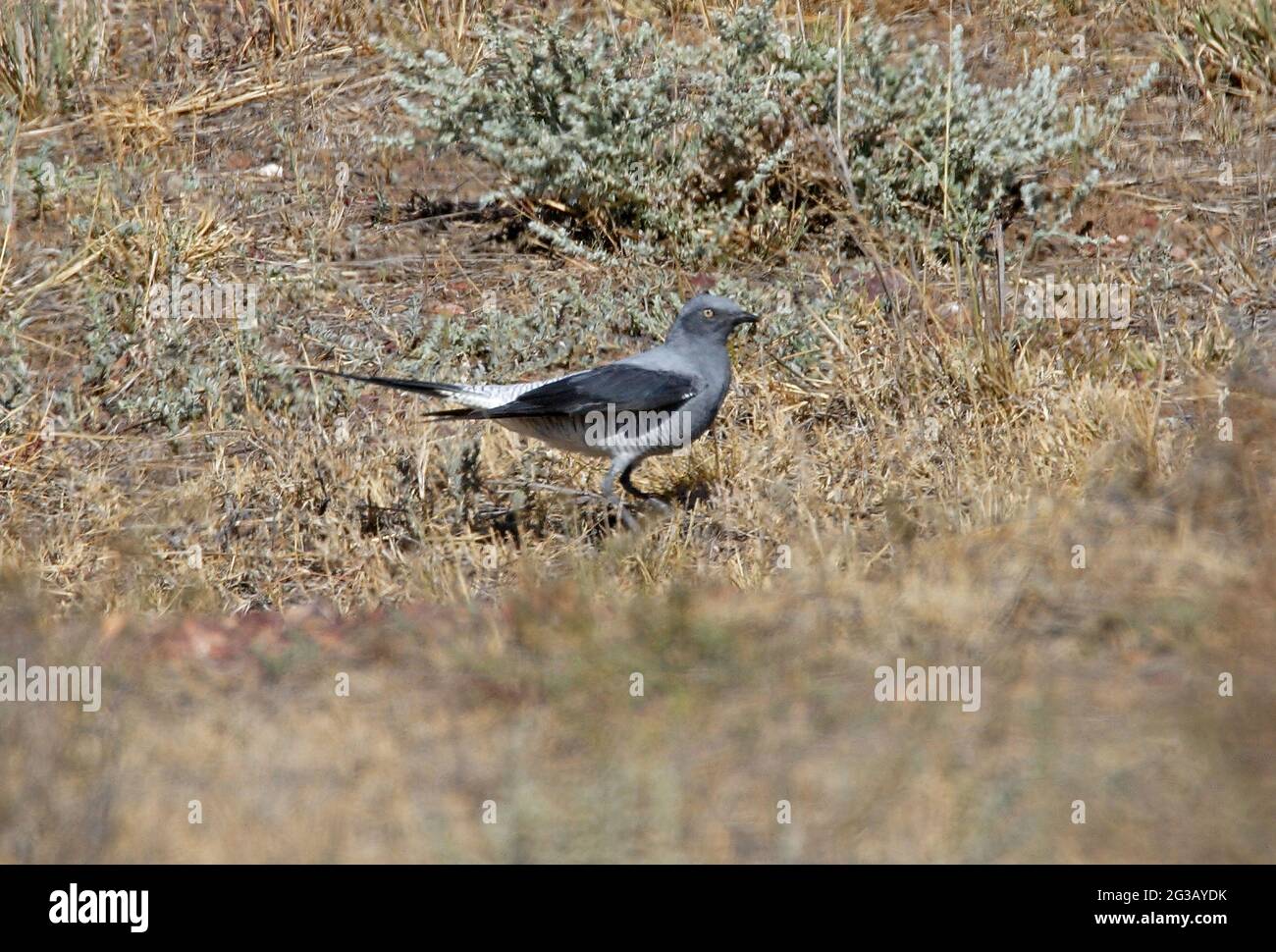 Coracina maxima immagini e fotografie stock ad alta risoluzione Alamy