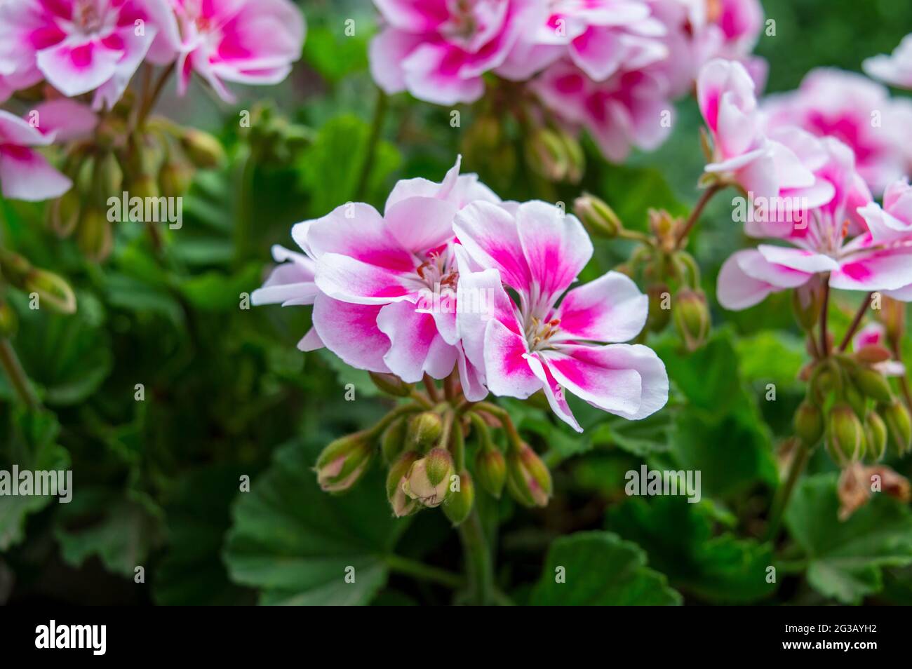 bellissimi fiori di geranio rosa e bianco da vicino, comunemente noti come gerani o cranesbill. Foto Stock