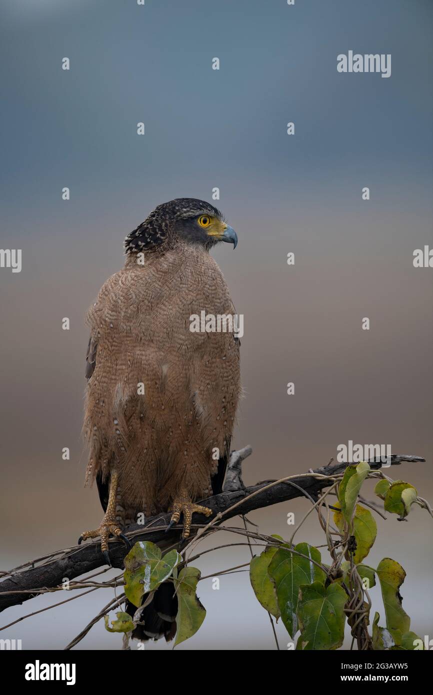 Aquila serpente con uccidere serpente Foto Stock